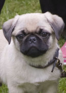 Pug Puppy